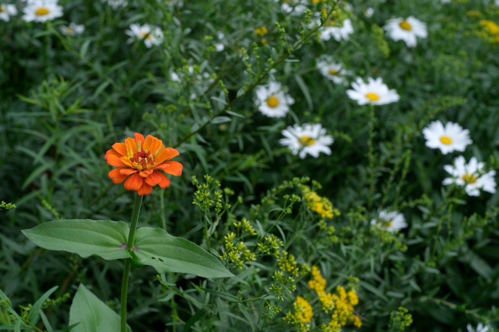 Orange zinnia, goldenrod, and&nbsp;daisies