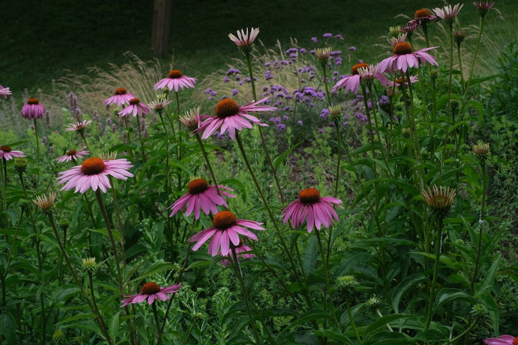 Echinacea