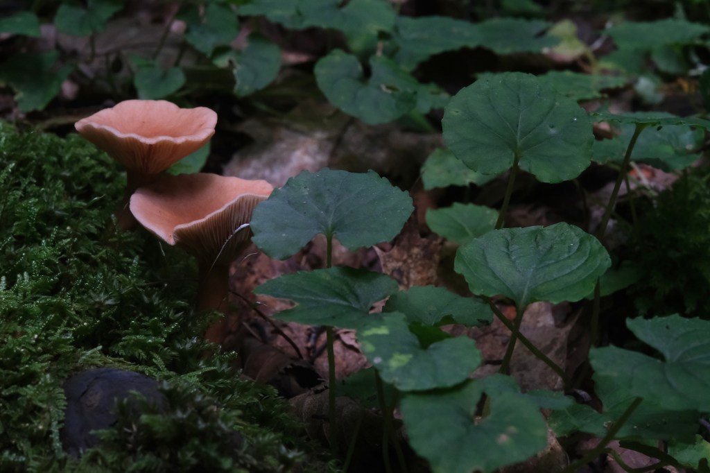Mushrooms and leaves
