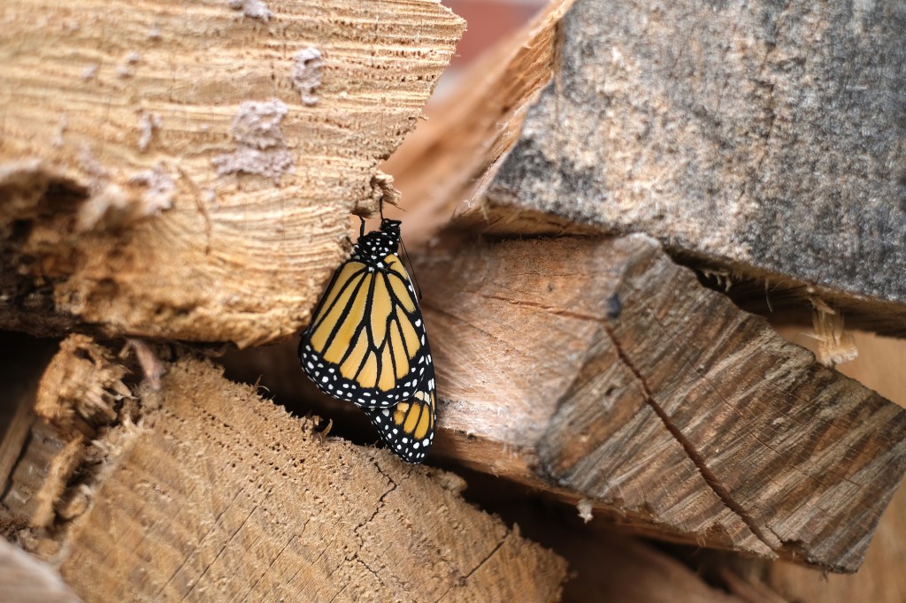 Newly emerged monarch