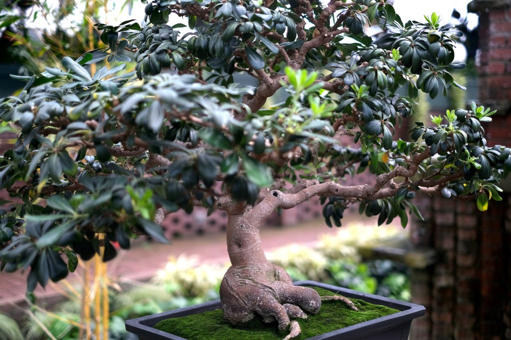 Bulbous bonsai roots