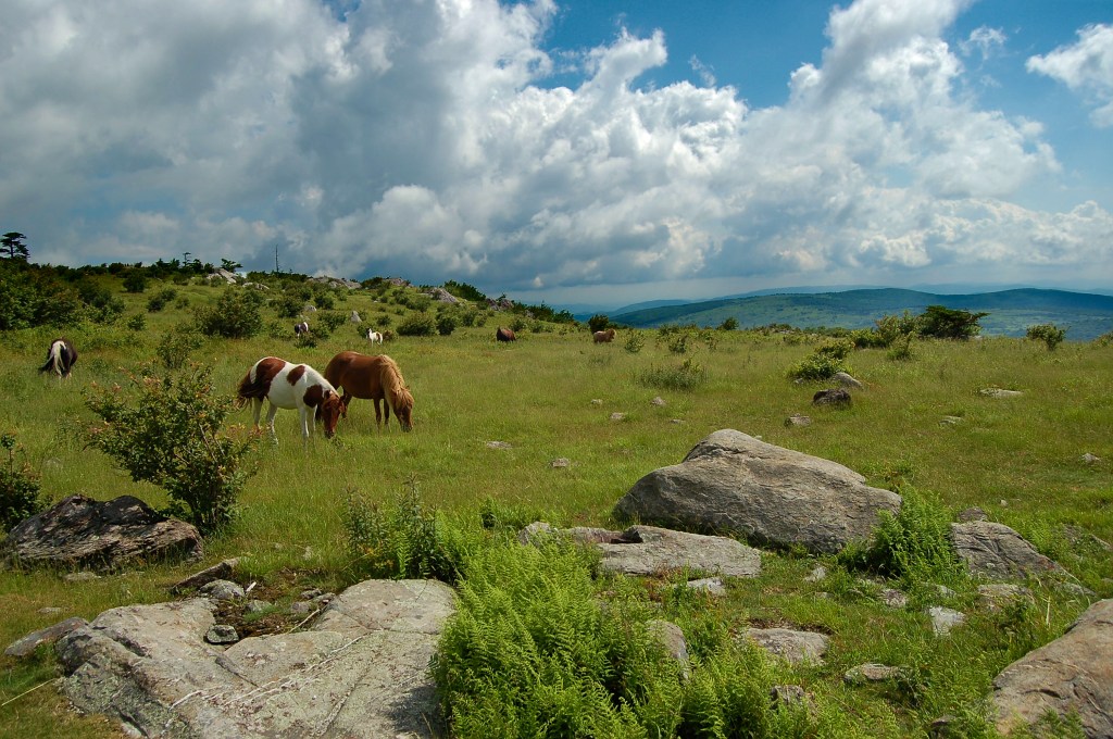 Mt. Rogers horses