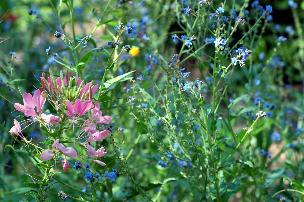 Cleome and forget-me-not