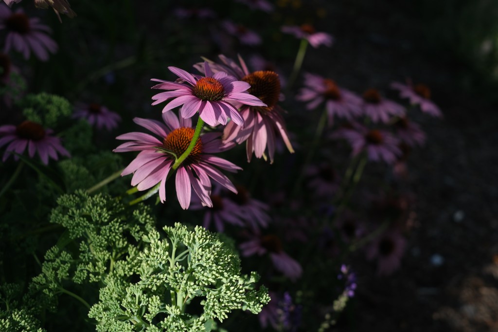 Late afternoon echinacea