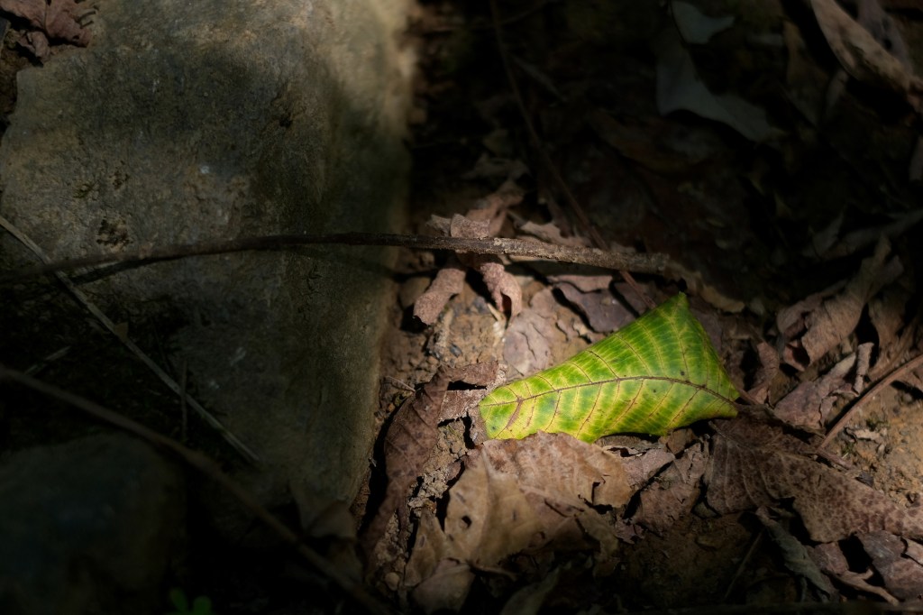 September leaf on the forest&nbsp;floor