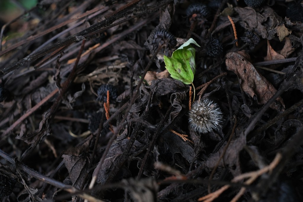 Compost spikeball and green&nbsp;leaf