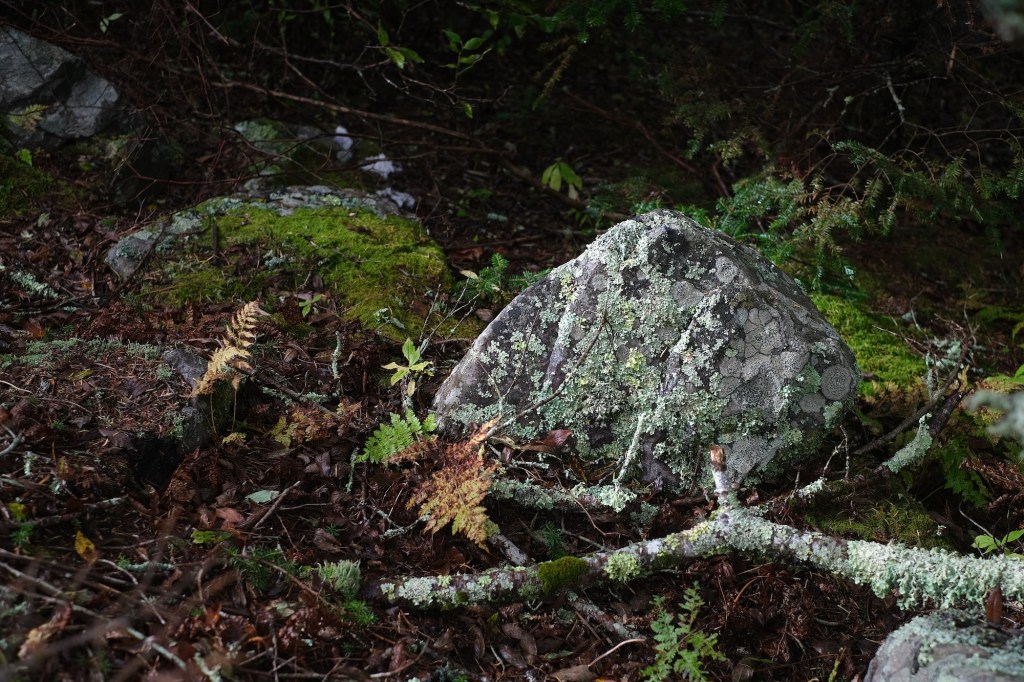 Rock with moss and&nbsp;lichen